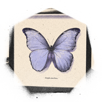 Specimens + Curiosities
