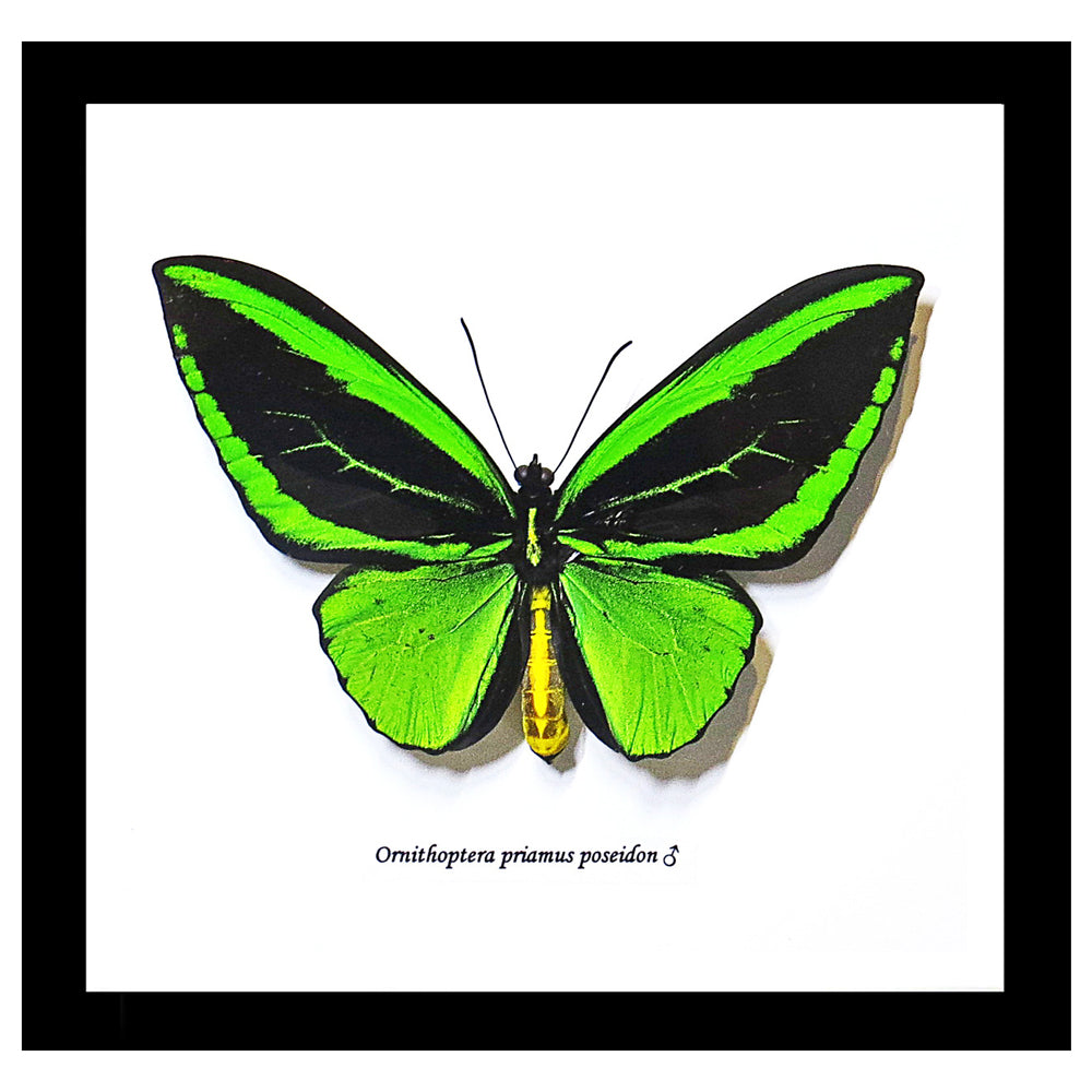 Ornithoptera Priamus Butterfly Framed Genuine Specimen
