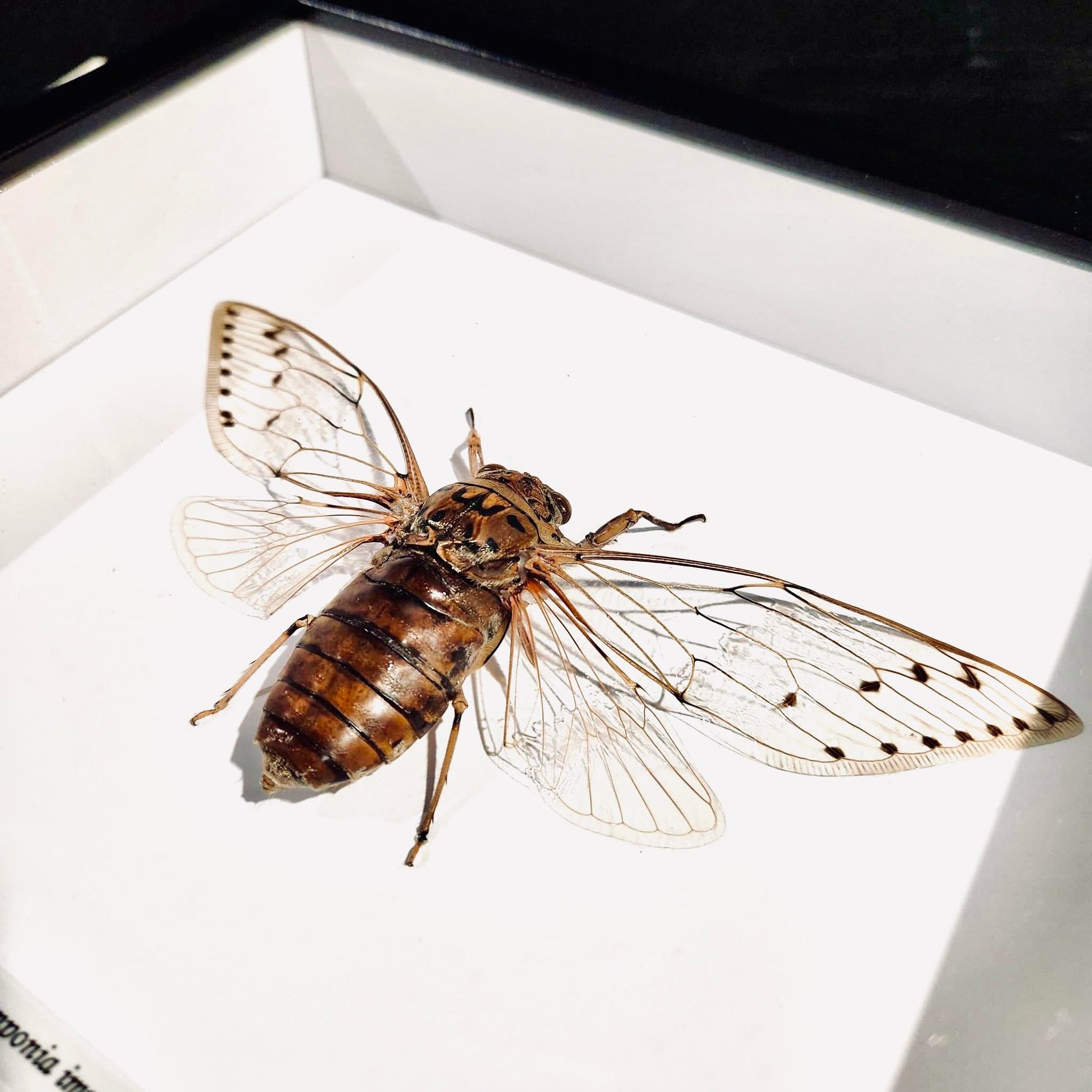 Cicada - Ayuthia Spectabile Framed Genuine Specimen