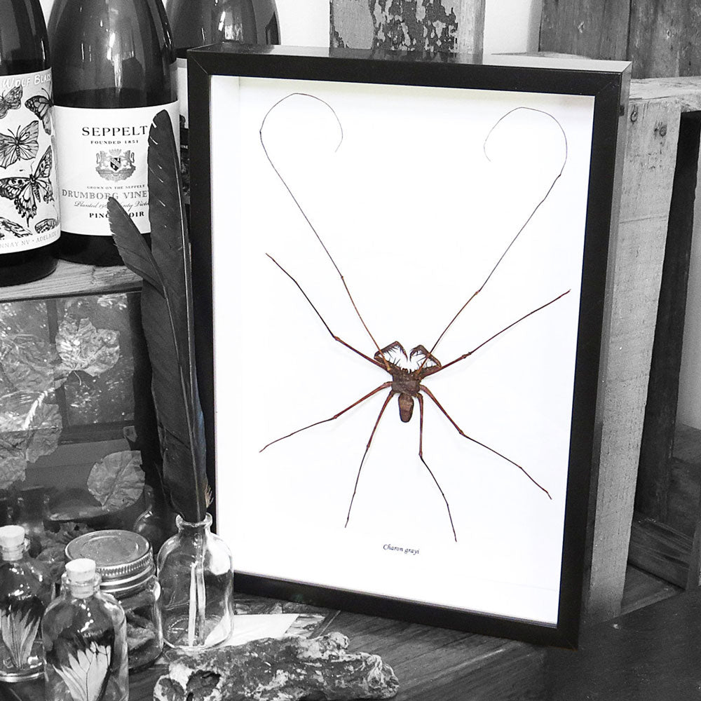 Cave Spider Phryna Grossetaitai Framed Specimen