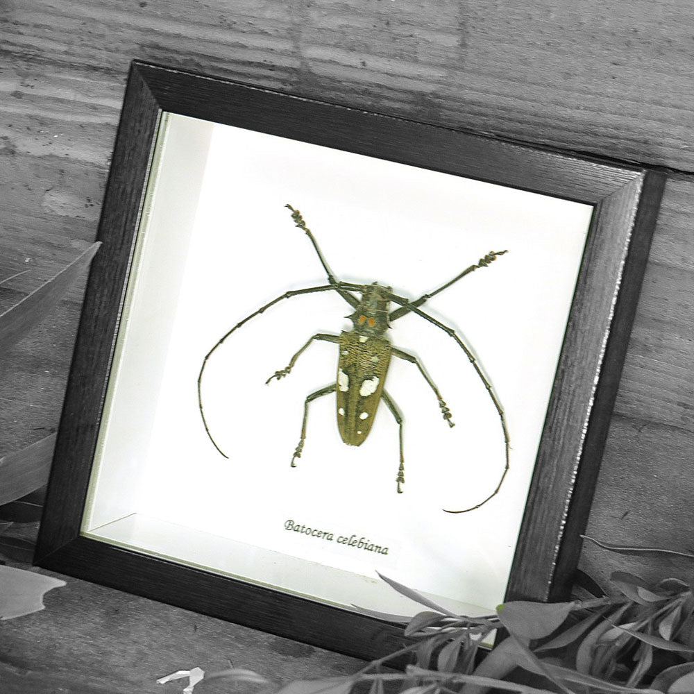 Batocera Celebiana Beetle Genuine Framed Specimen