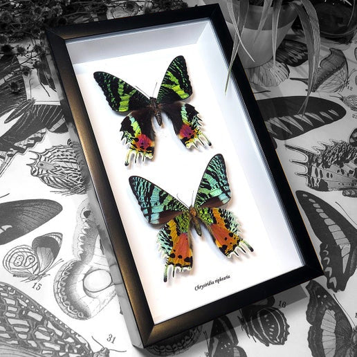 Chrysiridia Riphaeria Visa + Verso Black Moth Framed Specimen