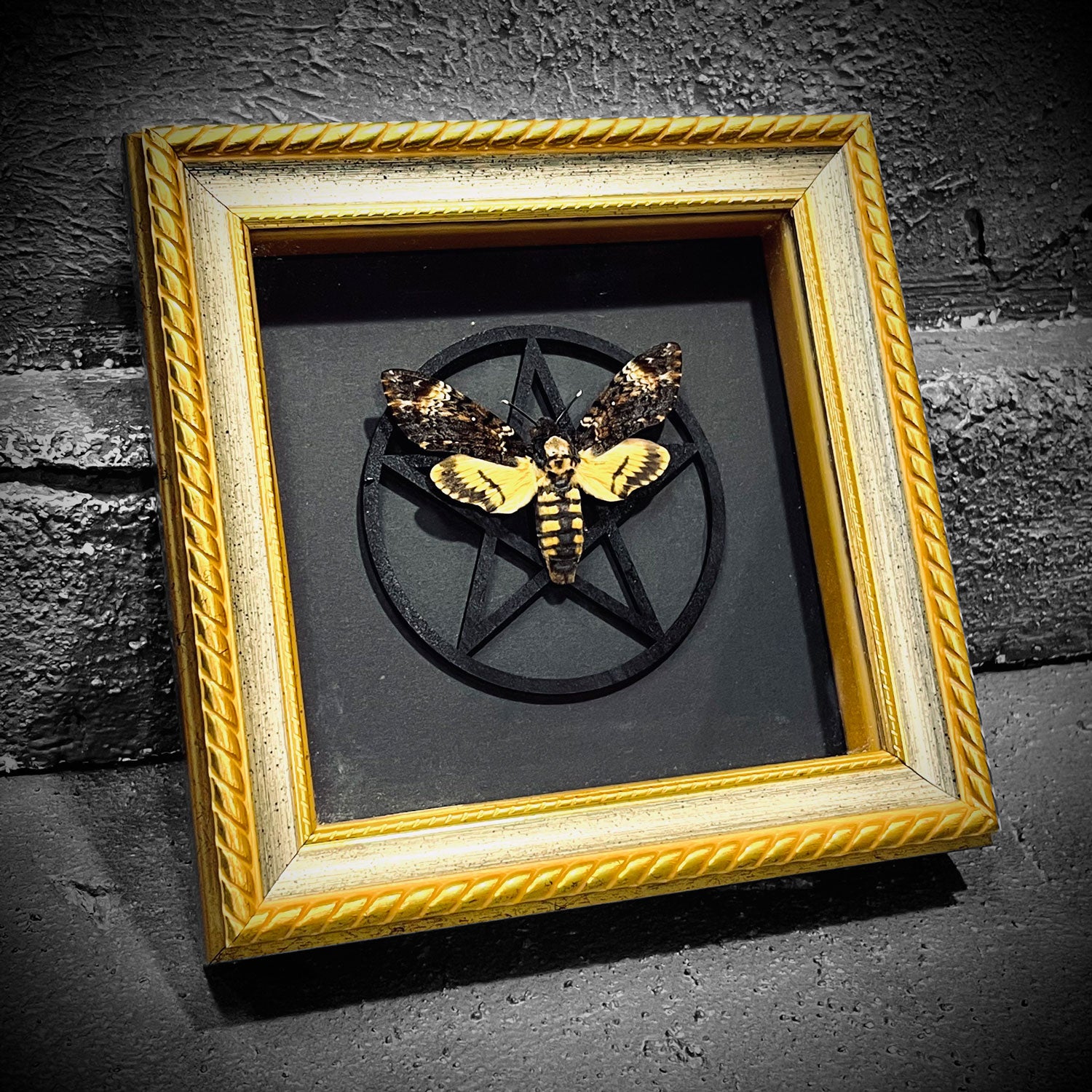 Death's Head Hawkmoth Guilded Framed Specimen