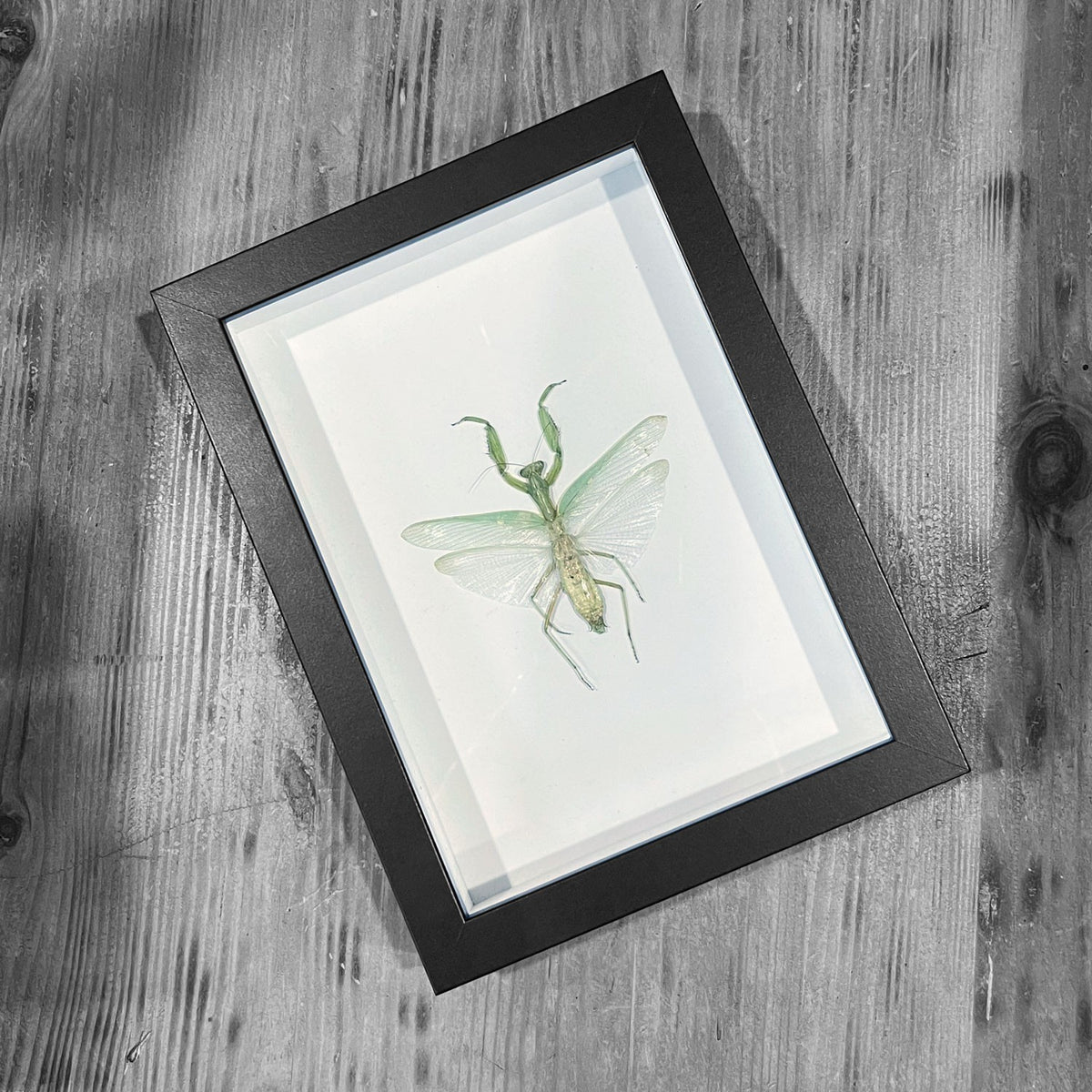 Devils Mantis Framed Specimen