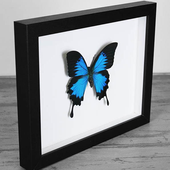 Papilio ulysses Butterfly Frame