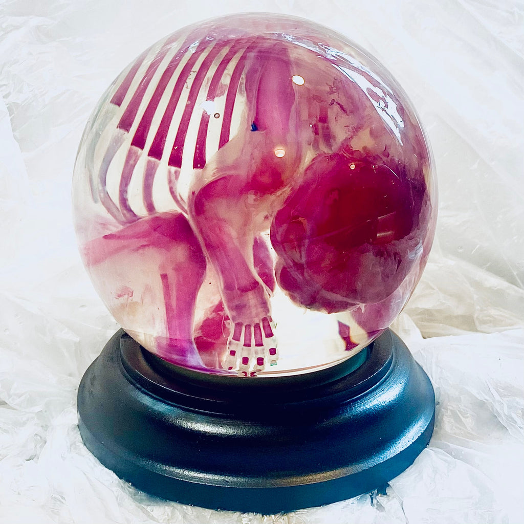 French Bulldog Puppy Diaphonised Genuine Wet Specimen