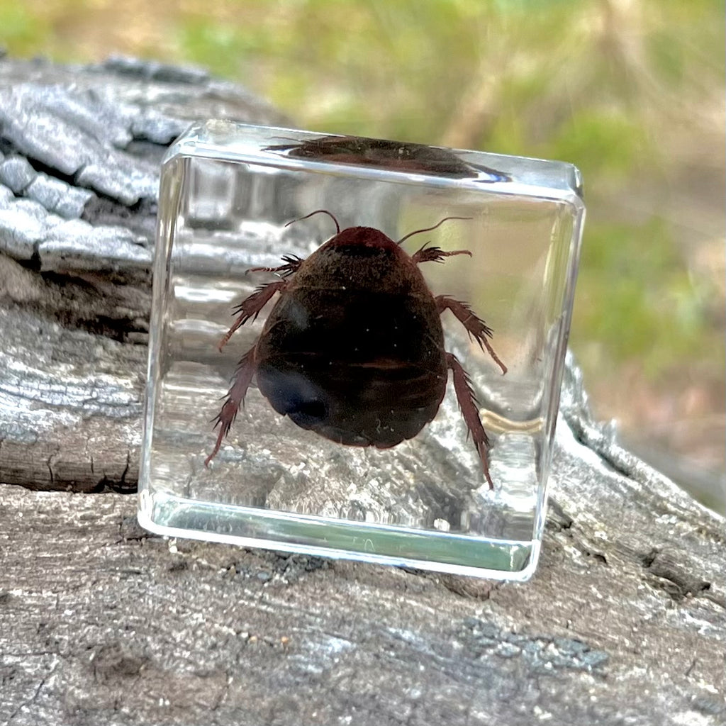 Investigative Insects Set of 6 Specimens