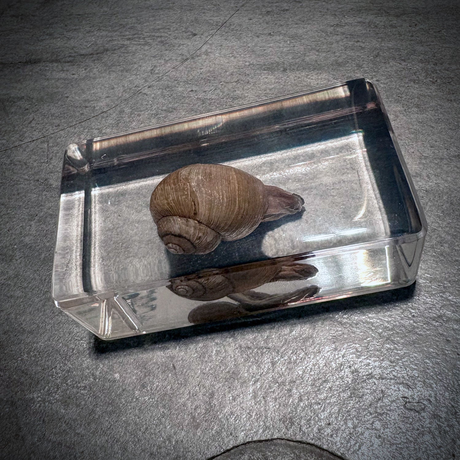 Snail Specimen in Resin