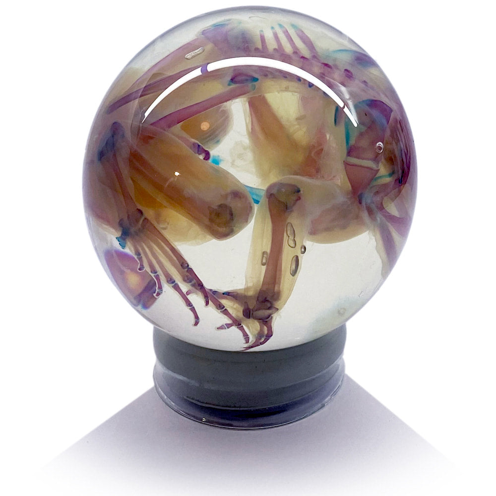 Cane Toad Diaphonised Wet Specimen Globe