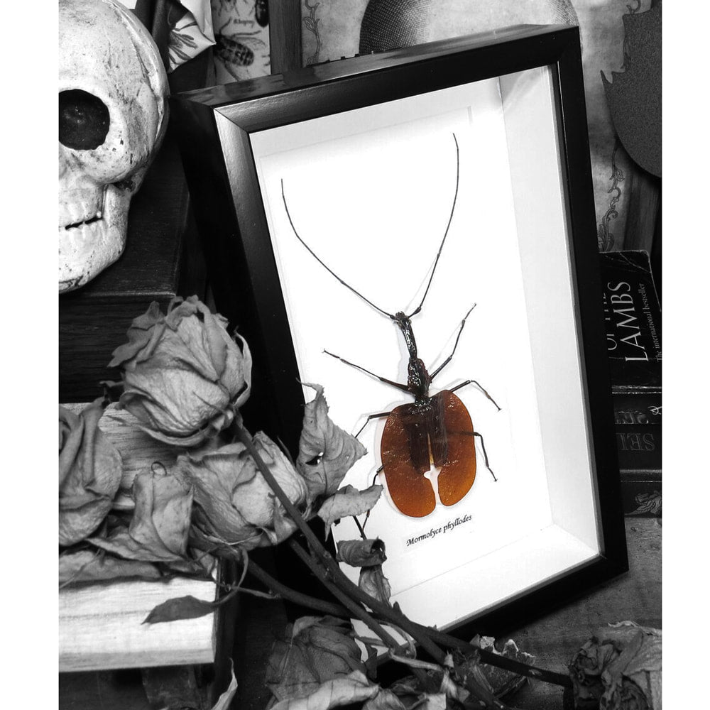 Giant Violin Beetle Framed Specimen