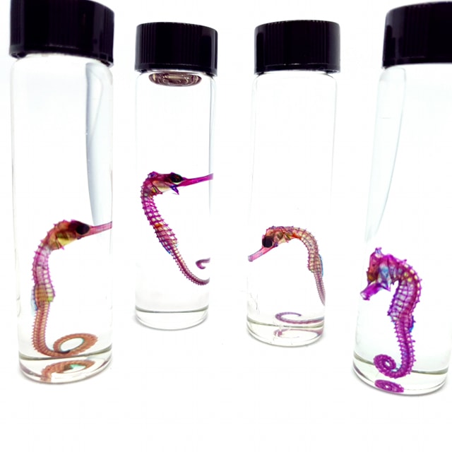 Seahorse (Barbouri Mort) Diaphonised Wet Specimen