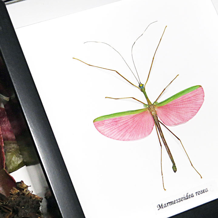 Mantis Marmessoidea Rosea Framed Specimen