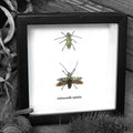 Longhorn Beetle Duo Genuine Framed Specimen