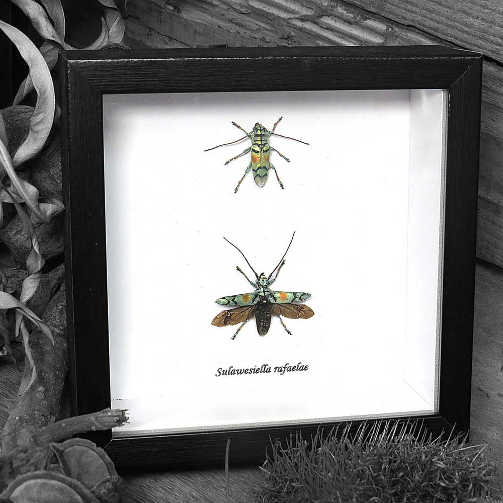 Longhorn Beetle Duo Genuine Framed Specimen