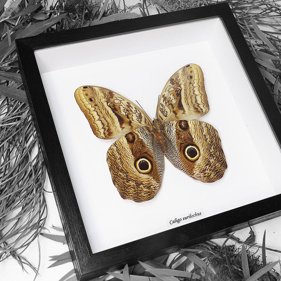 Owl Moth (Caligo Eurilochus) Framed Genuine Specimen