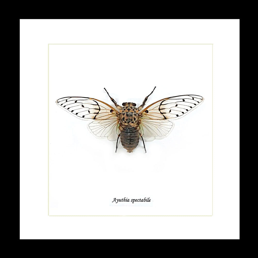 Cicada - Ayuthia Spectabile Framed Genuine Specimen