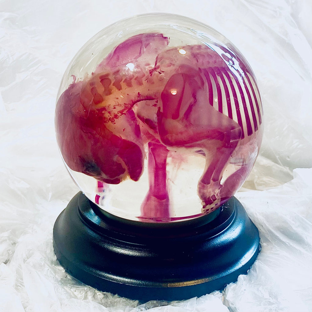 French Bulldog Puppy Diaphonised Genuine Wet Specimen