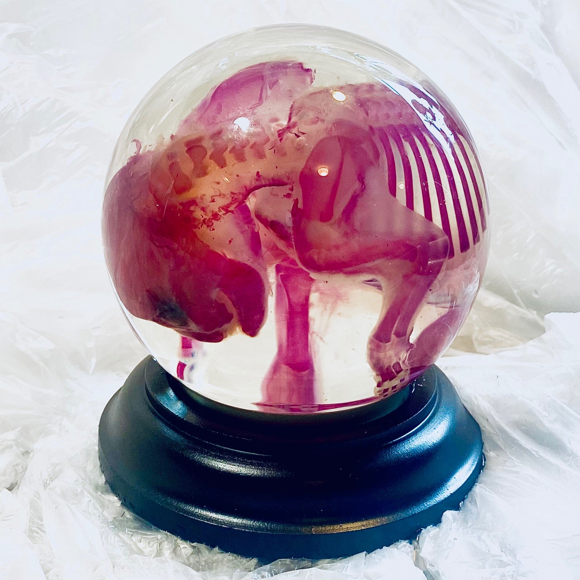 French Bulldog Puppy Diaphonised Genuine Wet Specimen