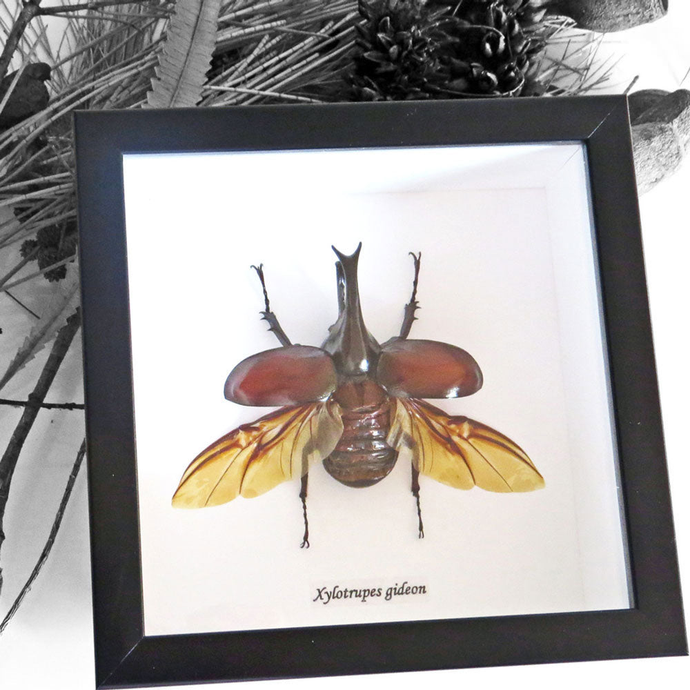 Elephant Beetle Xylotrupes Gideon Framed Specimen