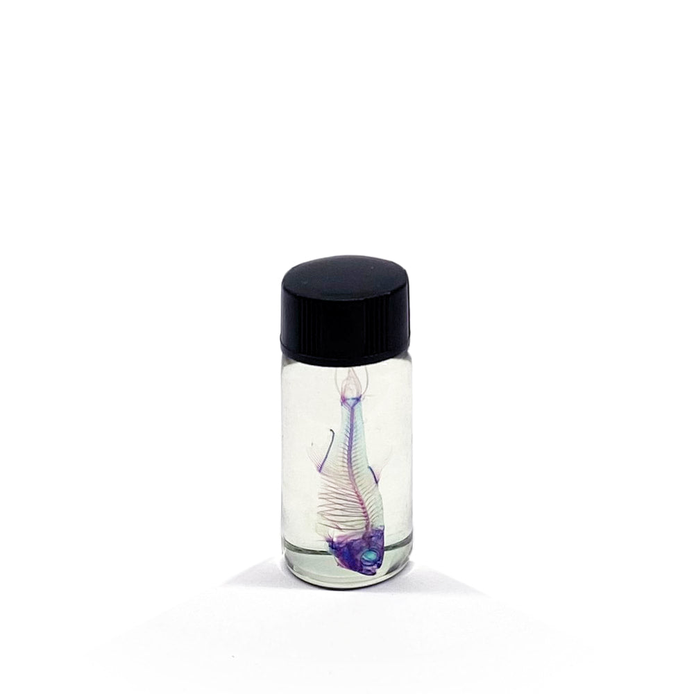 Gudgeon Diaphonised