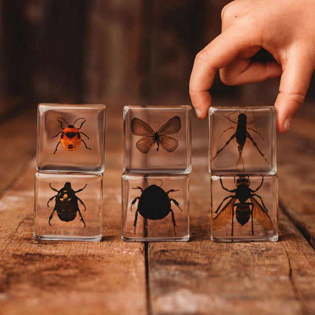 Investigative Insects Set of 6 Specimens