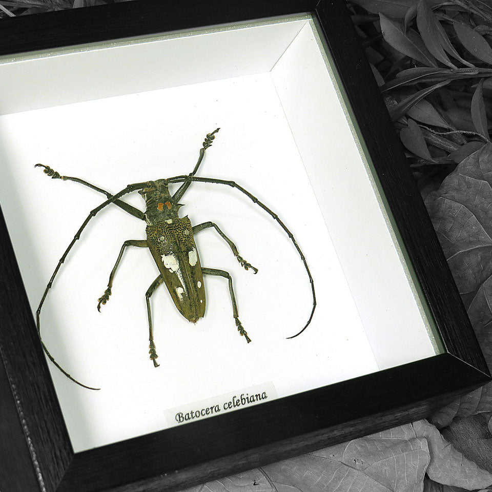 Batocera Celebiana Beetle Genuine Framed Specimen