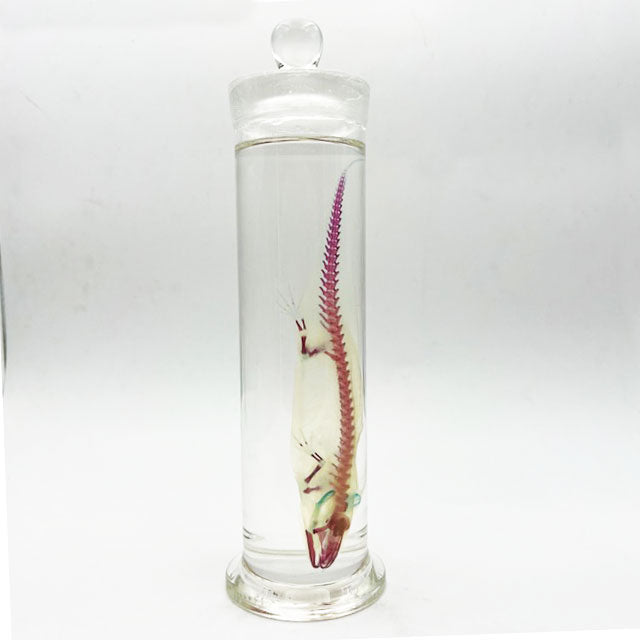 Salamander Diaphonised Wet Specimen