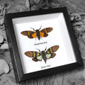 Cicada Duo Framed Genuine Specimen