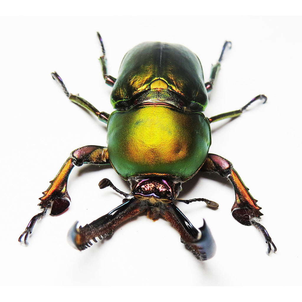 Lamprima Adolphinae Stag Beetle Framed Specimen