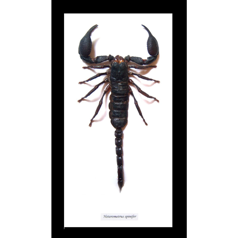 Framed Scorpion Hetrometrus Laoticus Spinifer Extra Large Specimen