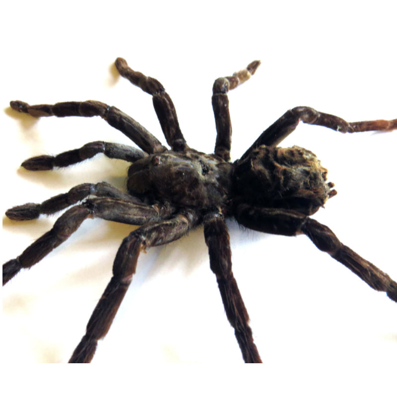 Framed Tarantula Pamphobeteus Antinous Large Specimen