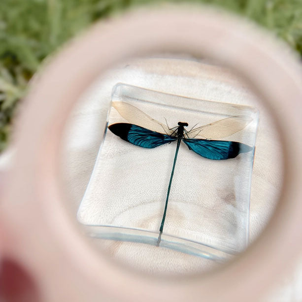 Blue Damselfly Specimen