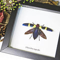 Framed Beetle Chrysochroa Rugicollis Specimen