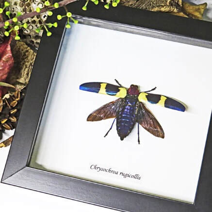 Framed Beetle Chrysochroa Rugicollis Specimen