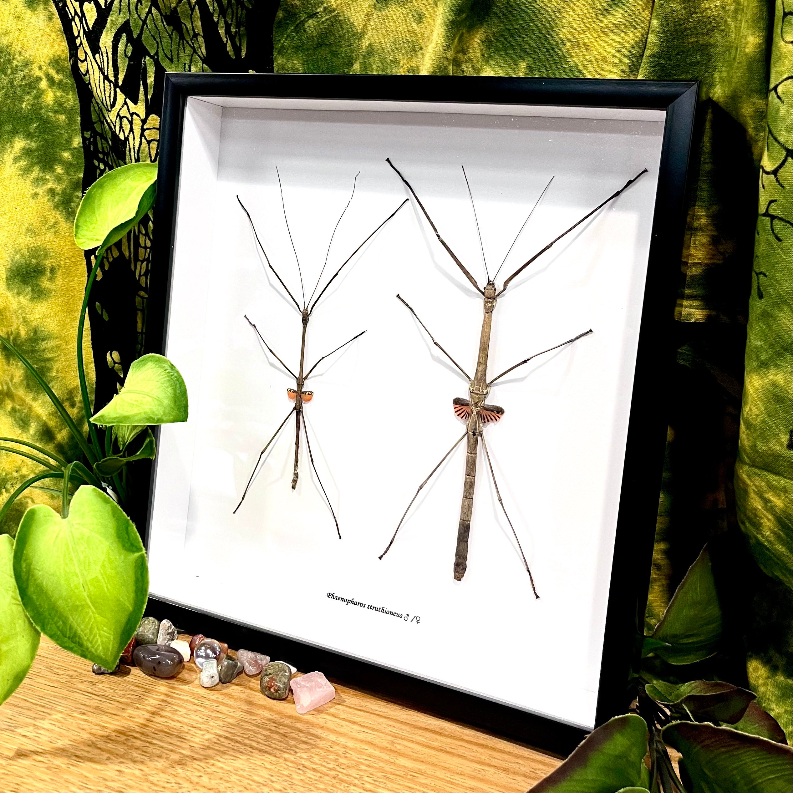 Phaenopharos Struthioneus Stick Insect duo Framed Specimen