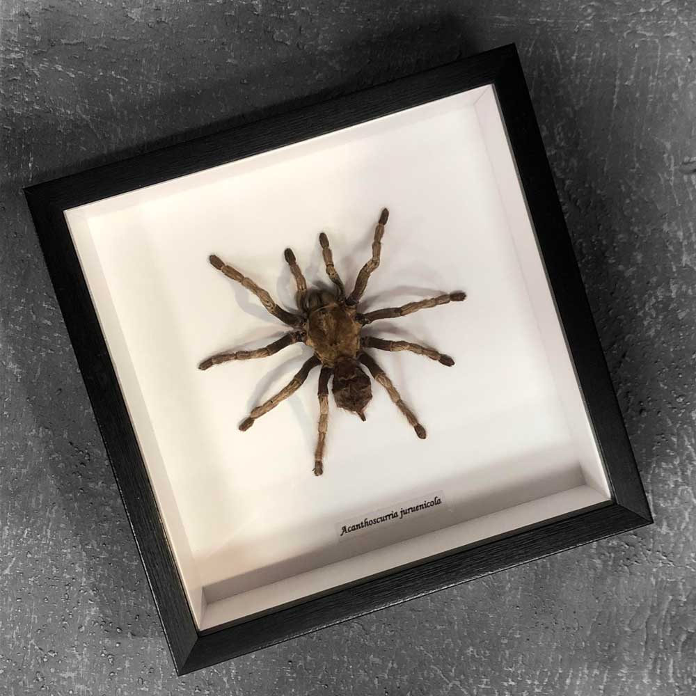 Tarantula Genuine Framed Specimen