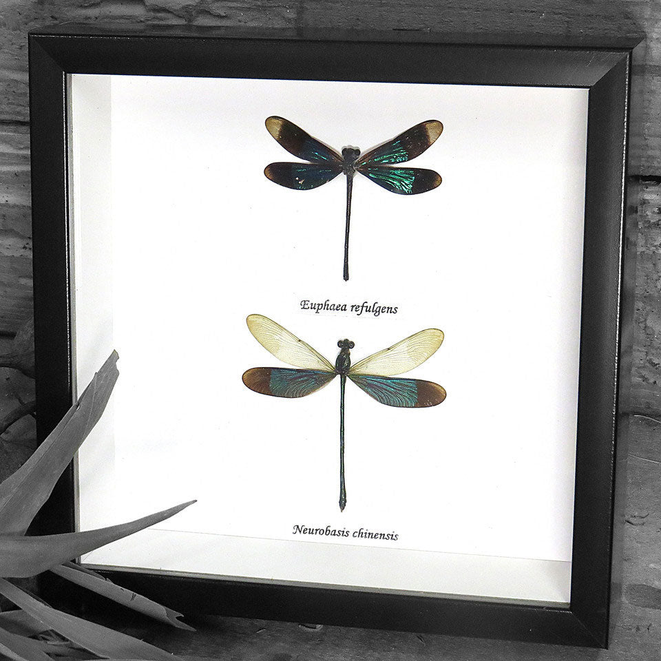 Damselfly Duo Genuine Framed Specimen