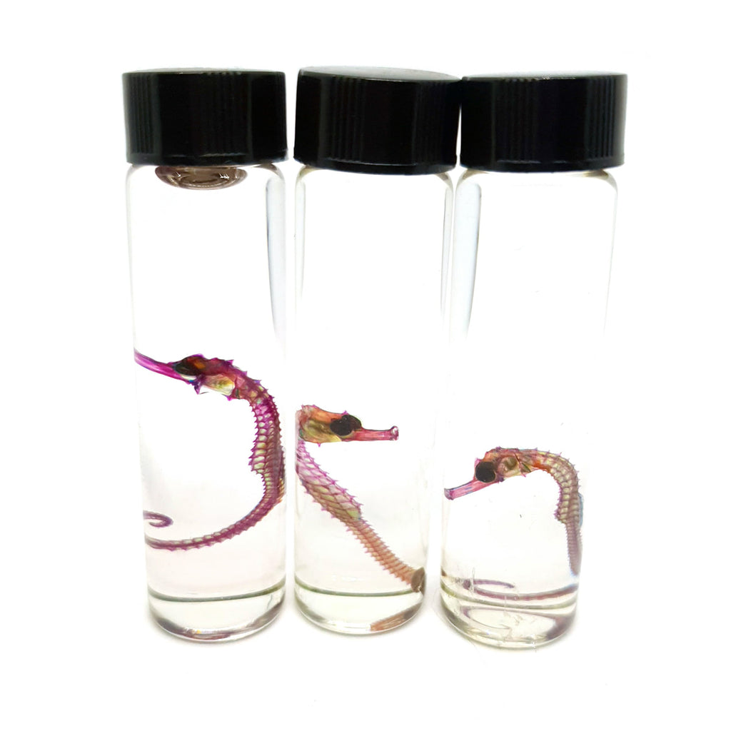 Seahorse (Barbouri Mort) Diaphonised Wet Specimen