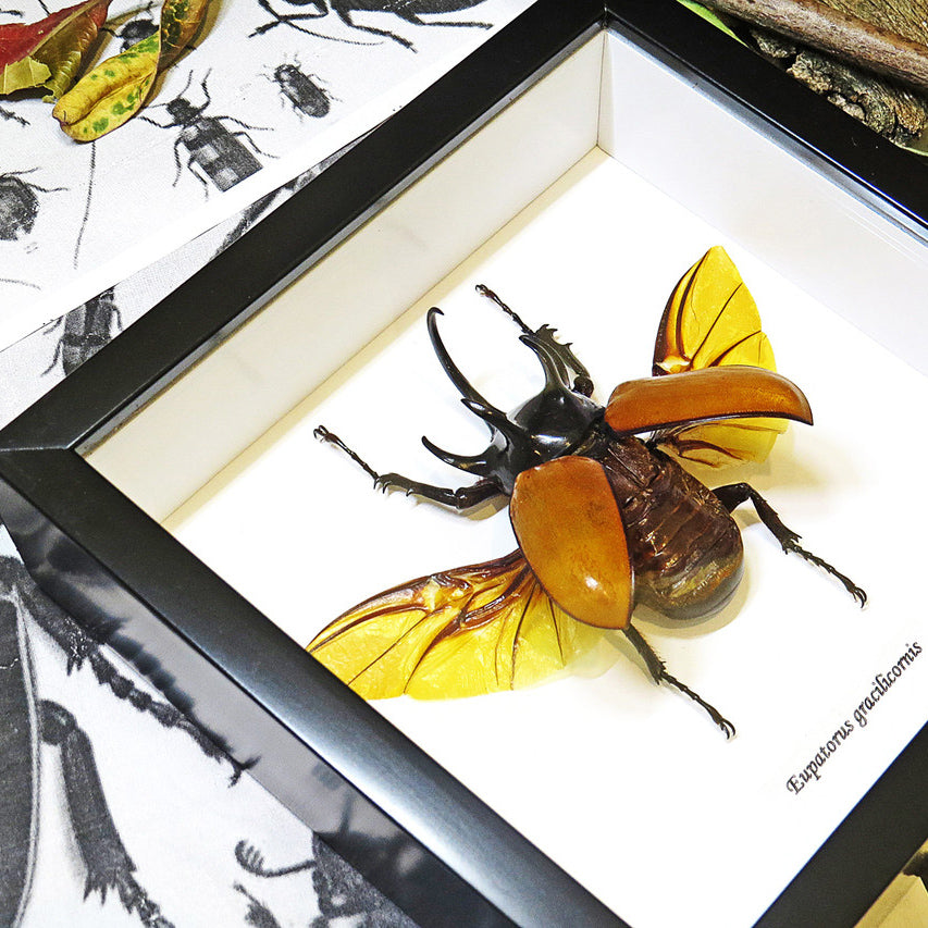 Eupatorus Gracilicornis Rhino Beetle Framed Specimen