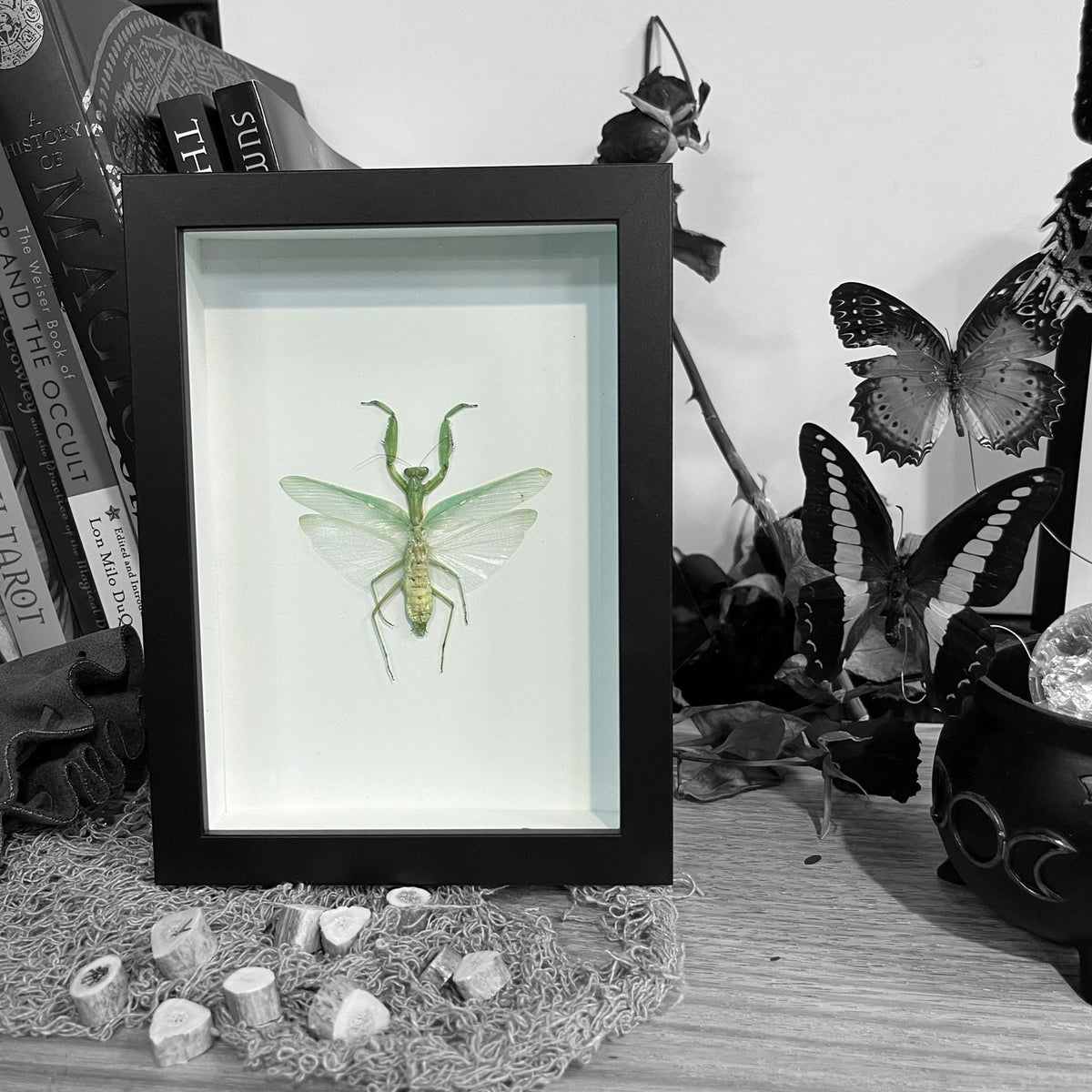 Devils Mantis Framed Specimen