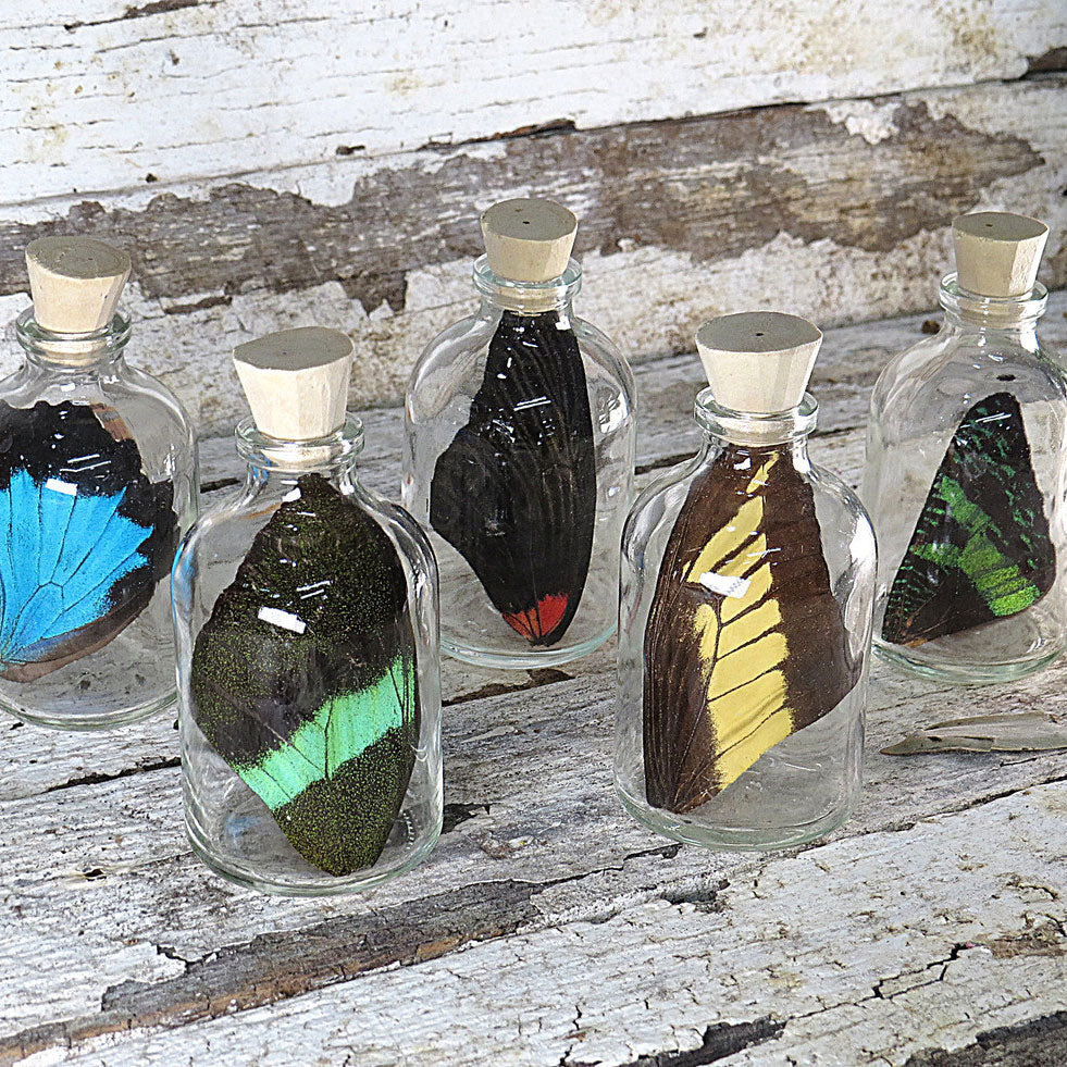 Mystery Butterfly Wing Gift