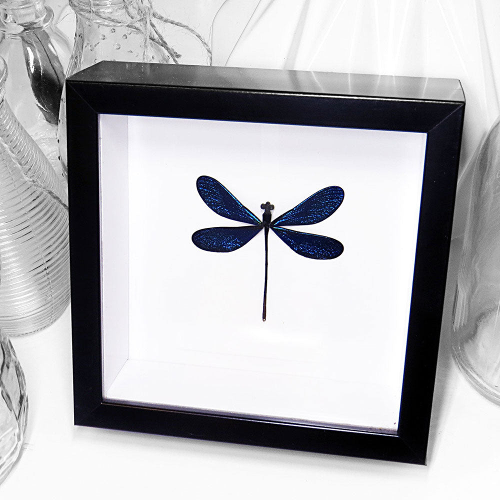 Blue Dragonfly Framed Specimen