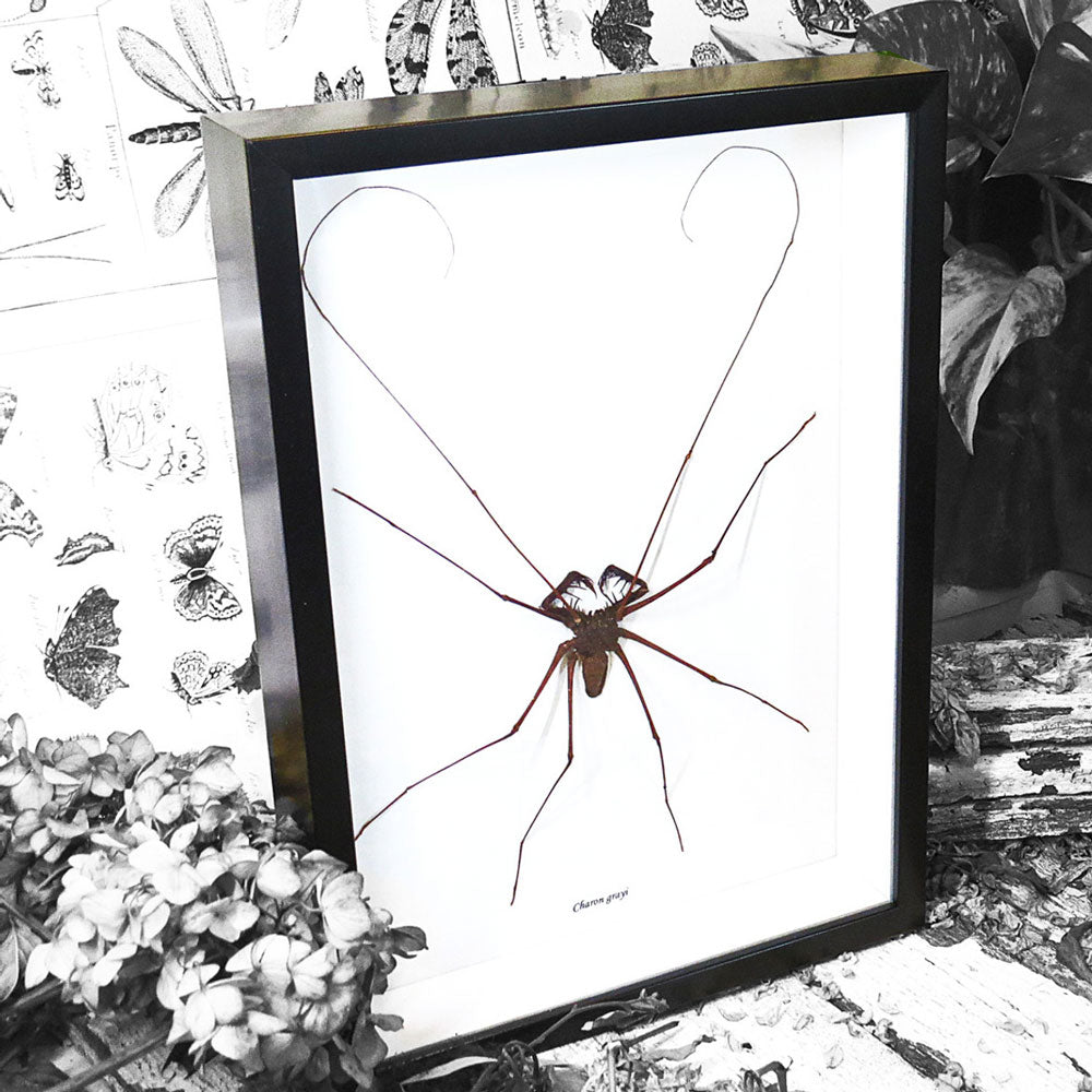 Cave Spider Phryna Grossetaitai Framed Specimen
