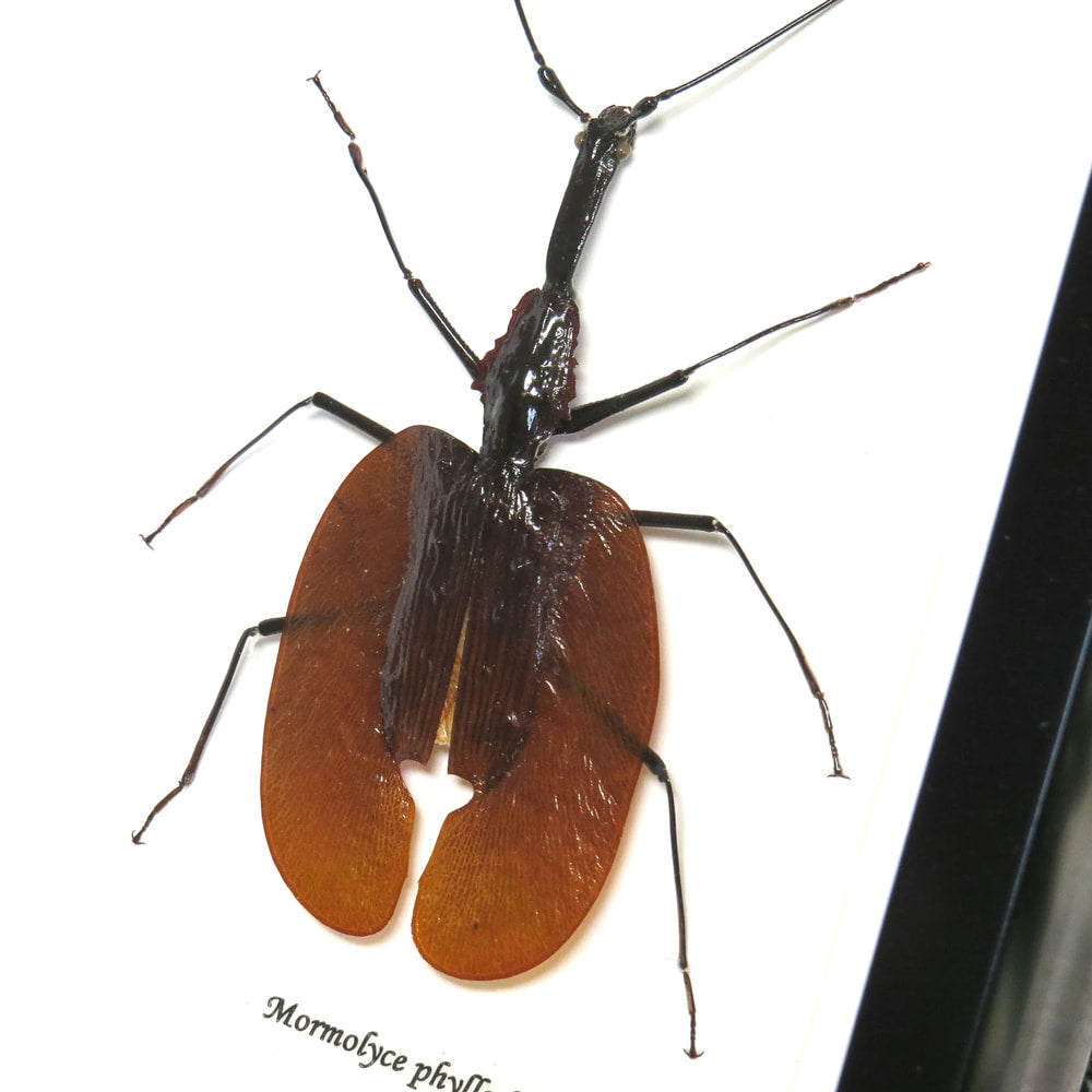 Giant Violin Beetle Framed Specimen