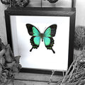 Green Butterfly Papilio Lorquinianus Swallowtail Genuine Framed Specimen