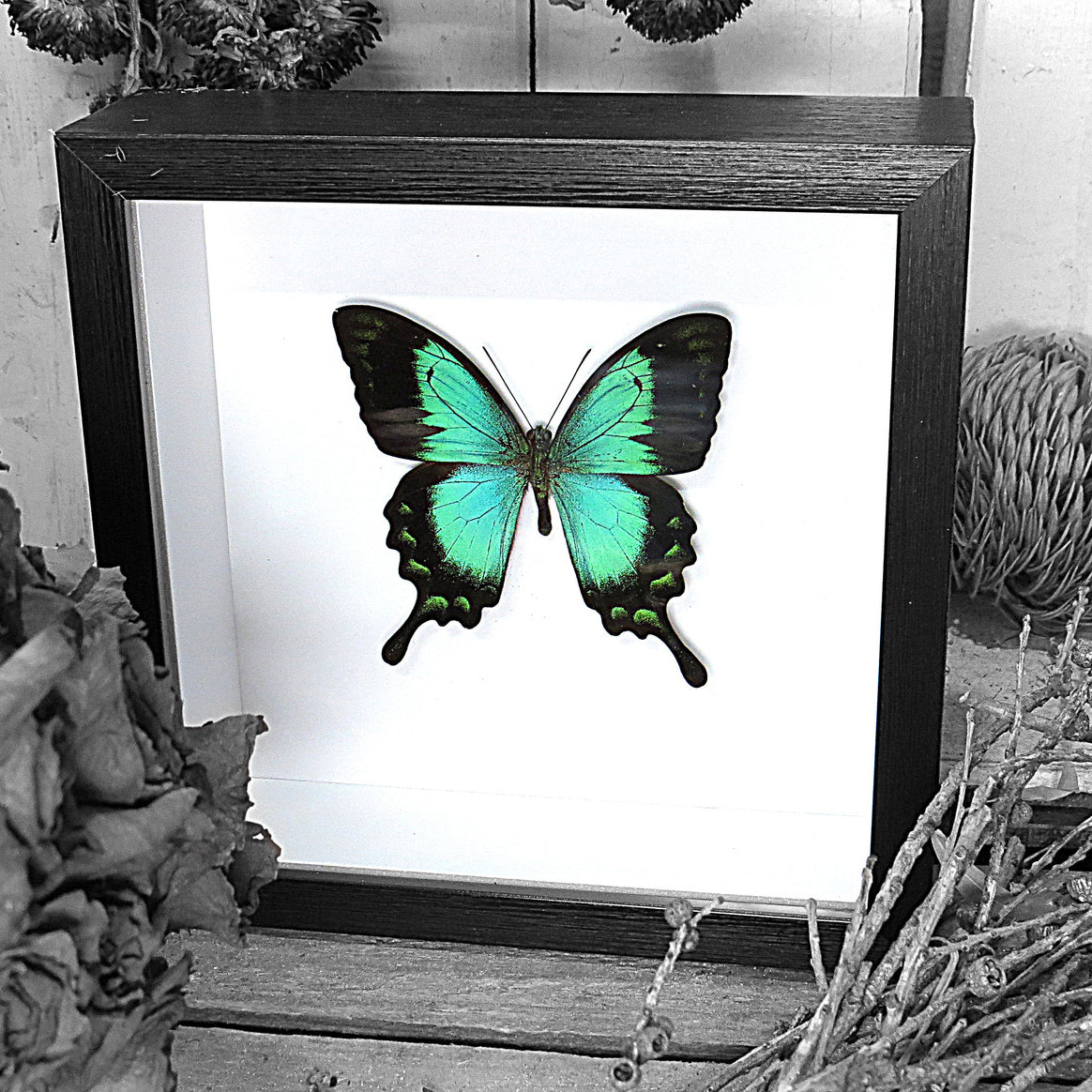 Green Butterfly Papilio Lorquinianus Swallowtail Genuine Framed Specimen