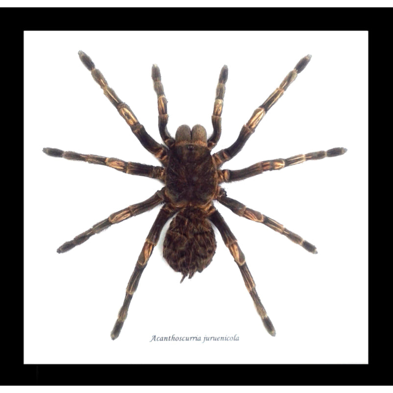 Tarantula Acanthoscurria Juruenicola Framed Spider Specimen