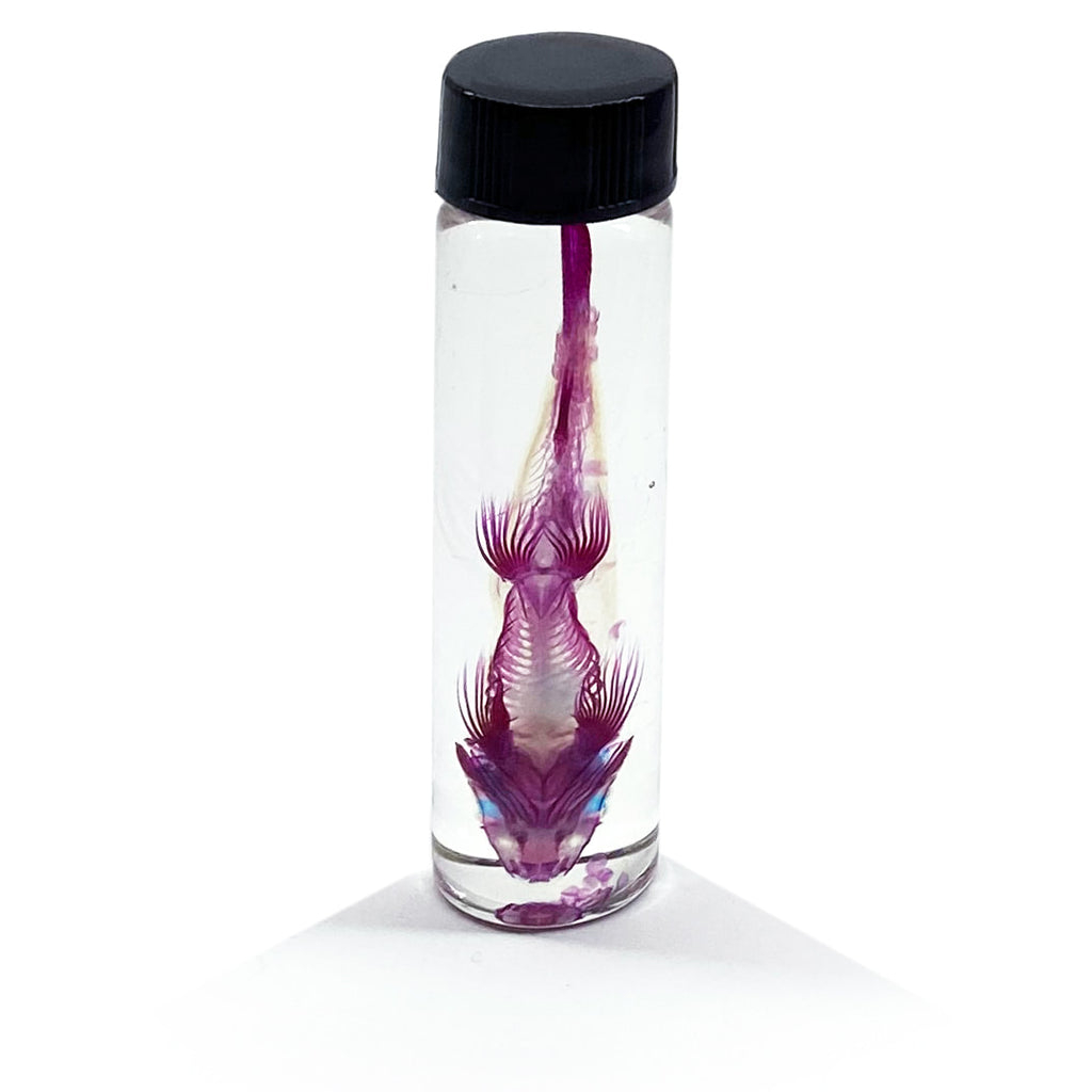 Rainbow Shark Diaphonised Specimen