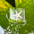 Sand Sea Star Specimen in Resin
