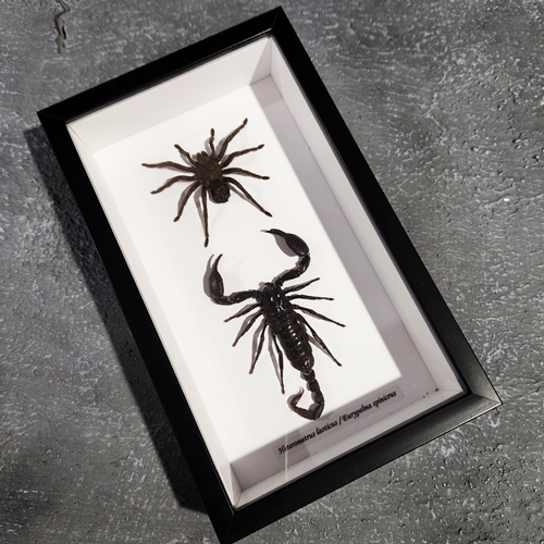 Tarantula and Scorpion Duel Frame Genuine Specimen